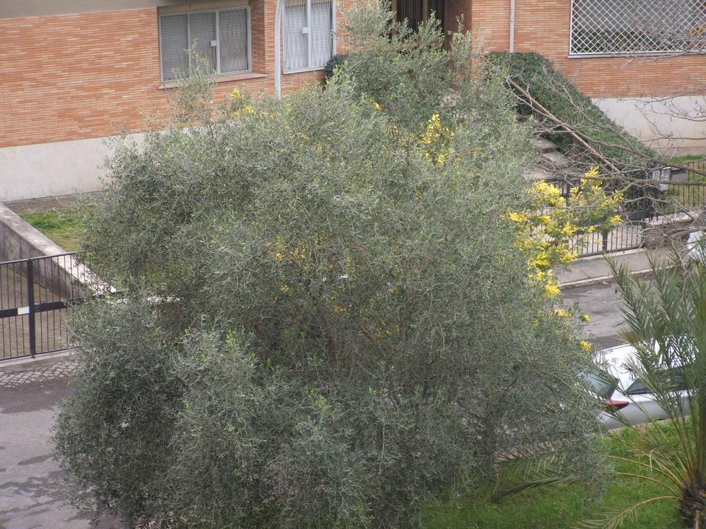 B&B La Cubanina Rome Bagian luar foto